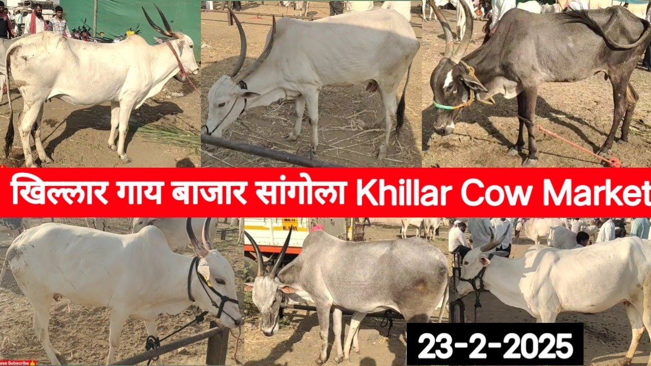 सांगोला खिल्लार गाय बाजार / Sangola Khillar Cow Market / चालू बाजारभाव 23 फेब्रुवारी 2025