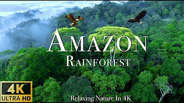 Amazon 4k - The World’s Largest Tropical Rainforest -  Scenic Relaxation Film with Calming Music