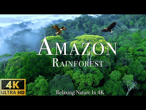 Amazon 4k - The World’s Largest Tropical Rainforest - Scenic Relaxation Film with Calming Music