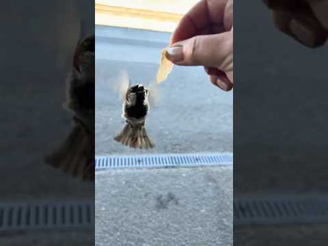 Taming birds 🦅