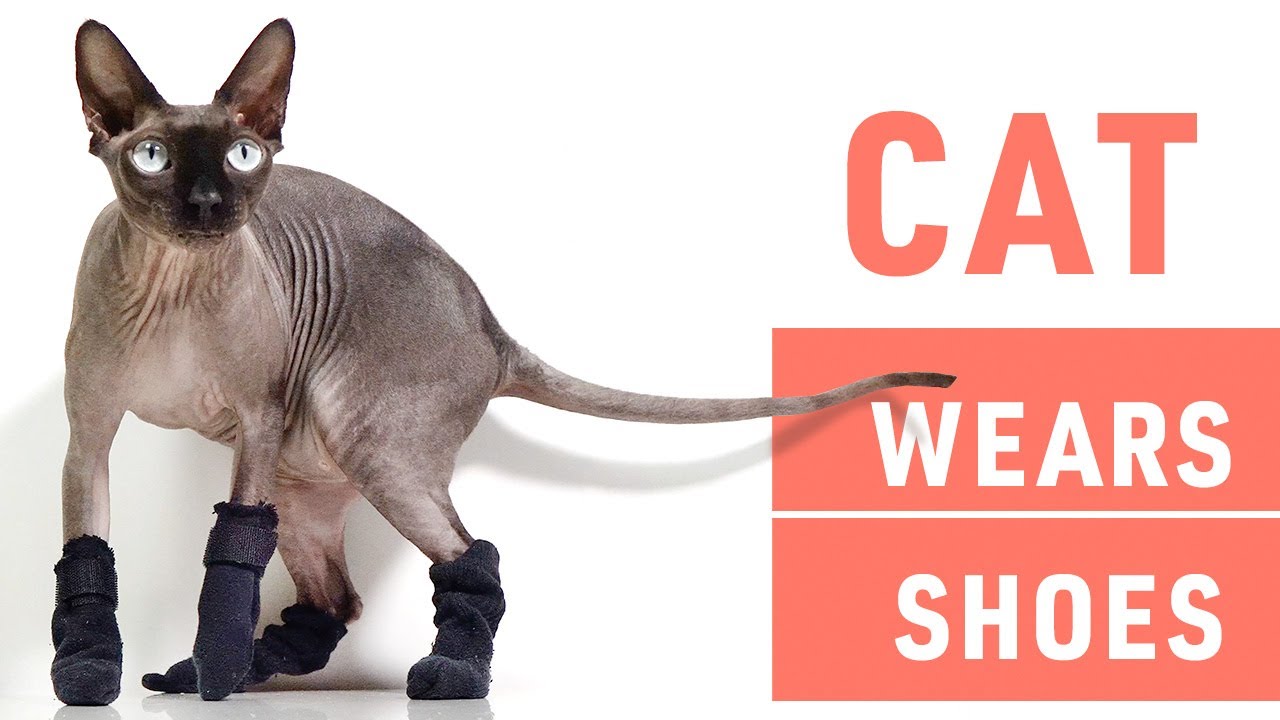 Buy > cat wear shoes > in stock