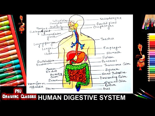 A simple illustration of the digestive system... - Stock Illustration  [108779227] - PIXTA