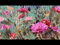Pushing vs. Allowing: The Secret to Looser More Expressive Paintings