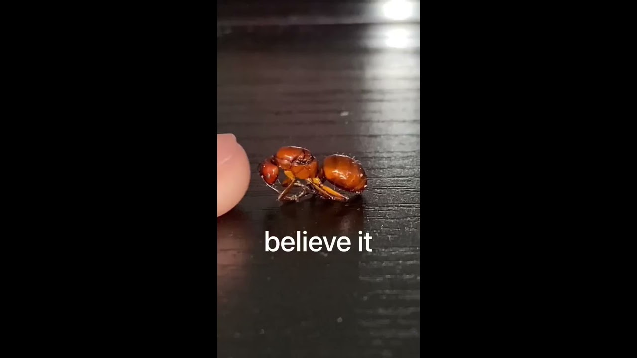 The Biggest Ant