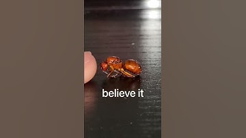 Thumbnail of The biggest ant