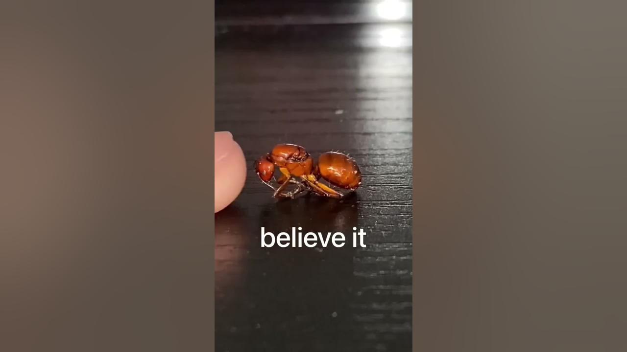 The biggest ant