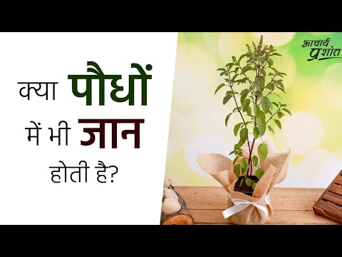 वीडियो: पौधों में दरारें होती हैं?