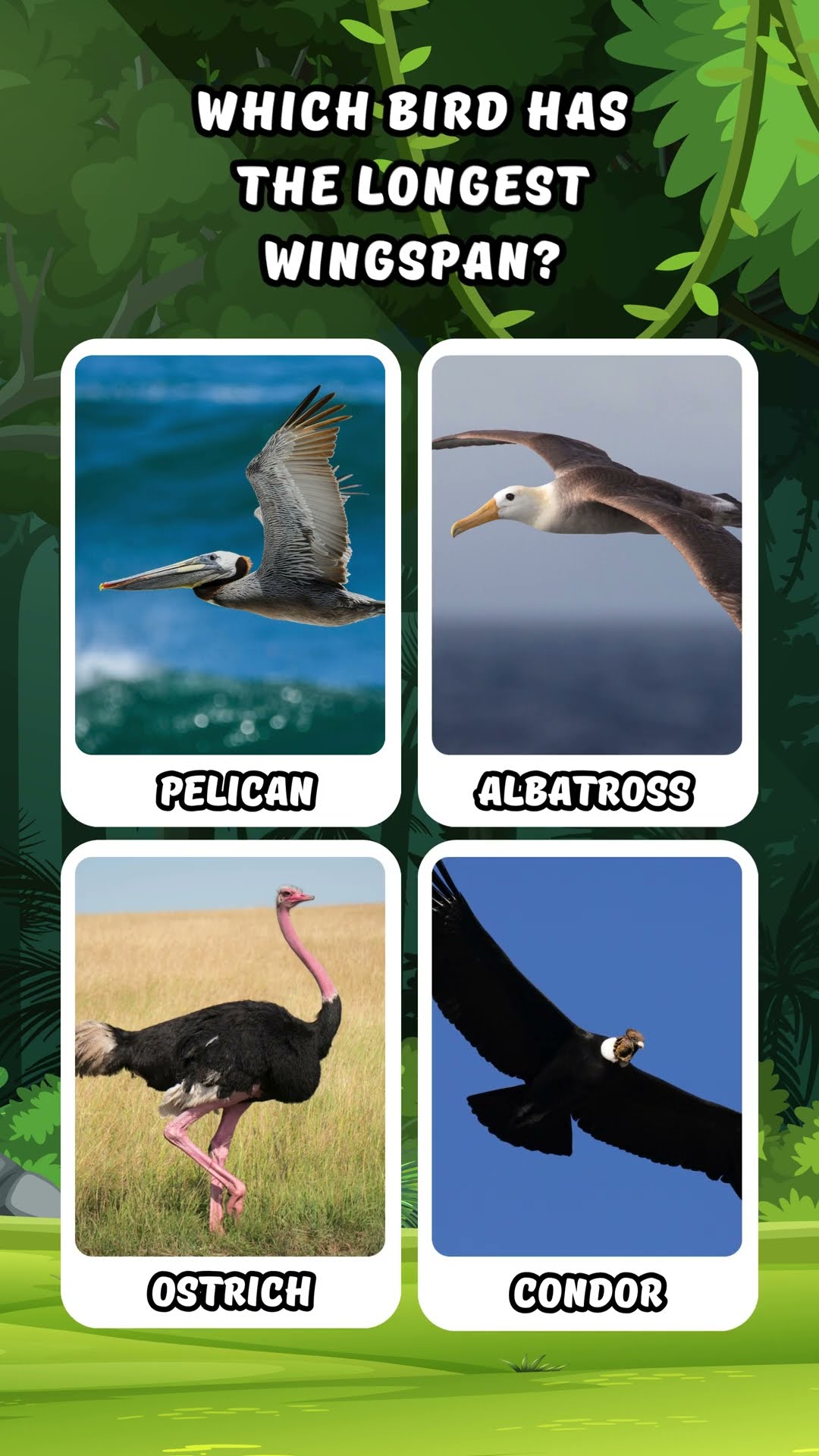 WHICH BIRD HAS THE LONGEST WINGSPAN ANIMAL TRIVIA PT 11 trending WHICH BIRD HAS THE LONGEST WINGSPAN ANIMAL TRIVIA PT 11 trending