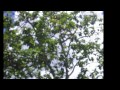 Esparza,Puntarenas,Costa Rica,Se Vende Pequeña Finca en Esparza.