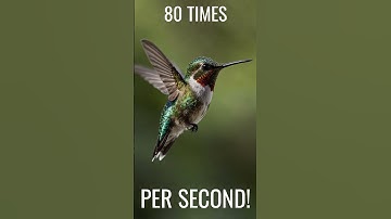 Hummingbird? 🐦 Amazing Fun Fact!
