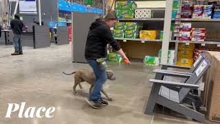 Pit Mix, 1 Yo, Gemma Best Mixed Breed Training Off Leash K9 Training