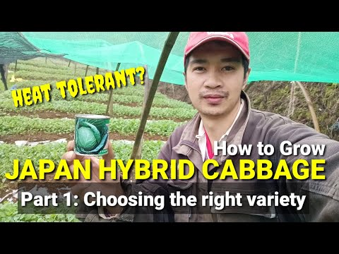 Video: Mga Pagkakaiba-iba At Hybrids Ng Puting Repolyo