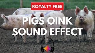 Pigs Oink Sound Effect