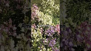 Linaria Purpurea Commune Mix Colour Flowers