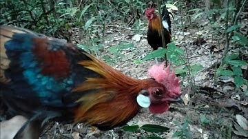 ต่อไก่ป่า/cuab qaib qus/9/12/2025