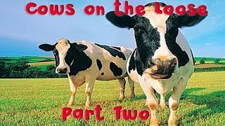 Cows on the Loose | Part Two | The Early Days | Gratass | Little Grey Fergie