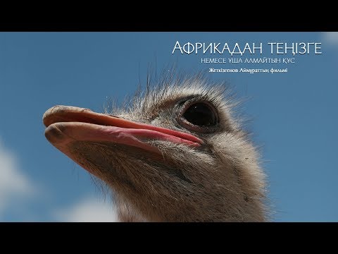 Бейне: Киви – ұша алмайтын құс