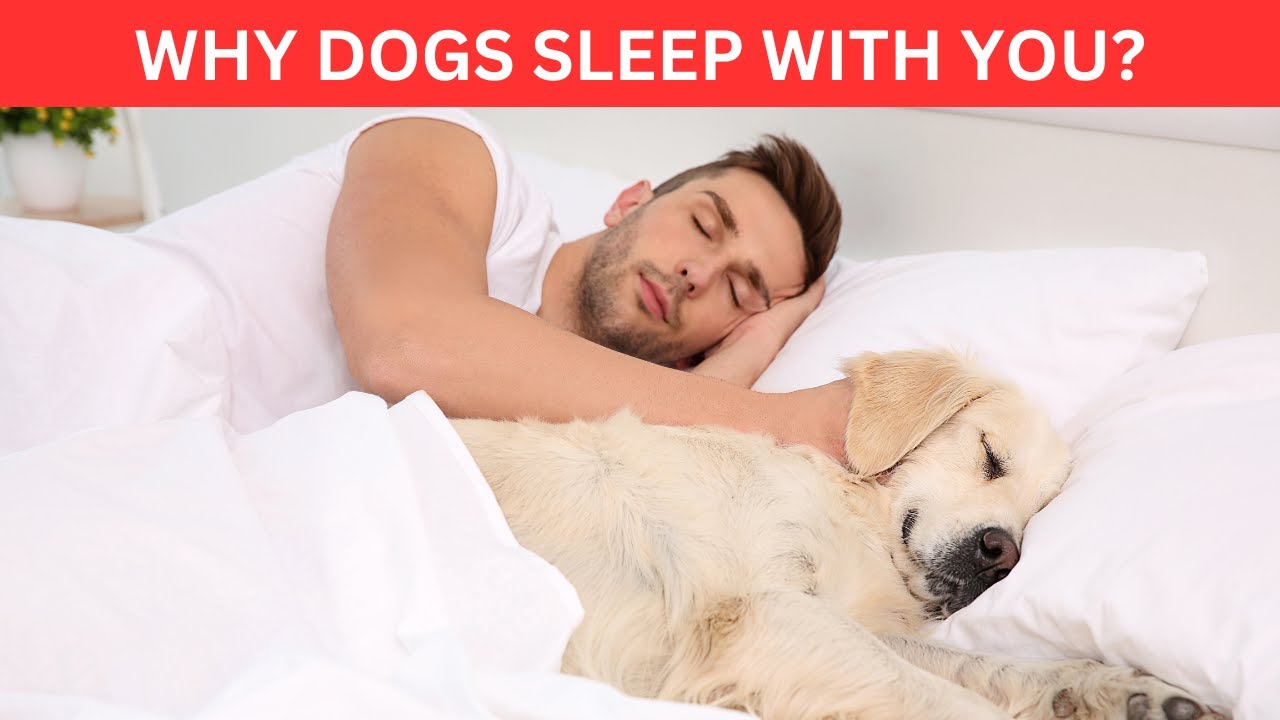 Discover the Surprising Reason Your Dog Prefers to Sleep With You