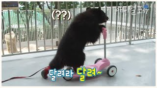 동물원 갔다가 킥보드 타는 곰 봤음 🐻 | KBS 굿모닝 대한민국 140611 방송