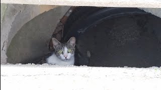 Homeless cats living in the street gutter