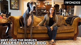 The World's Tallest Dog Is Over 7 Feet Tall