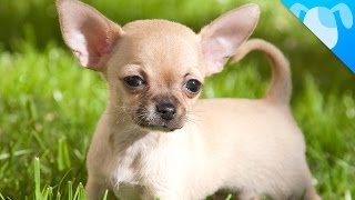 Chihuahua Facts by Best Breed Ever 1,252,064 views 9 years ago 2 minutes, 18 seconds