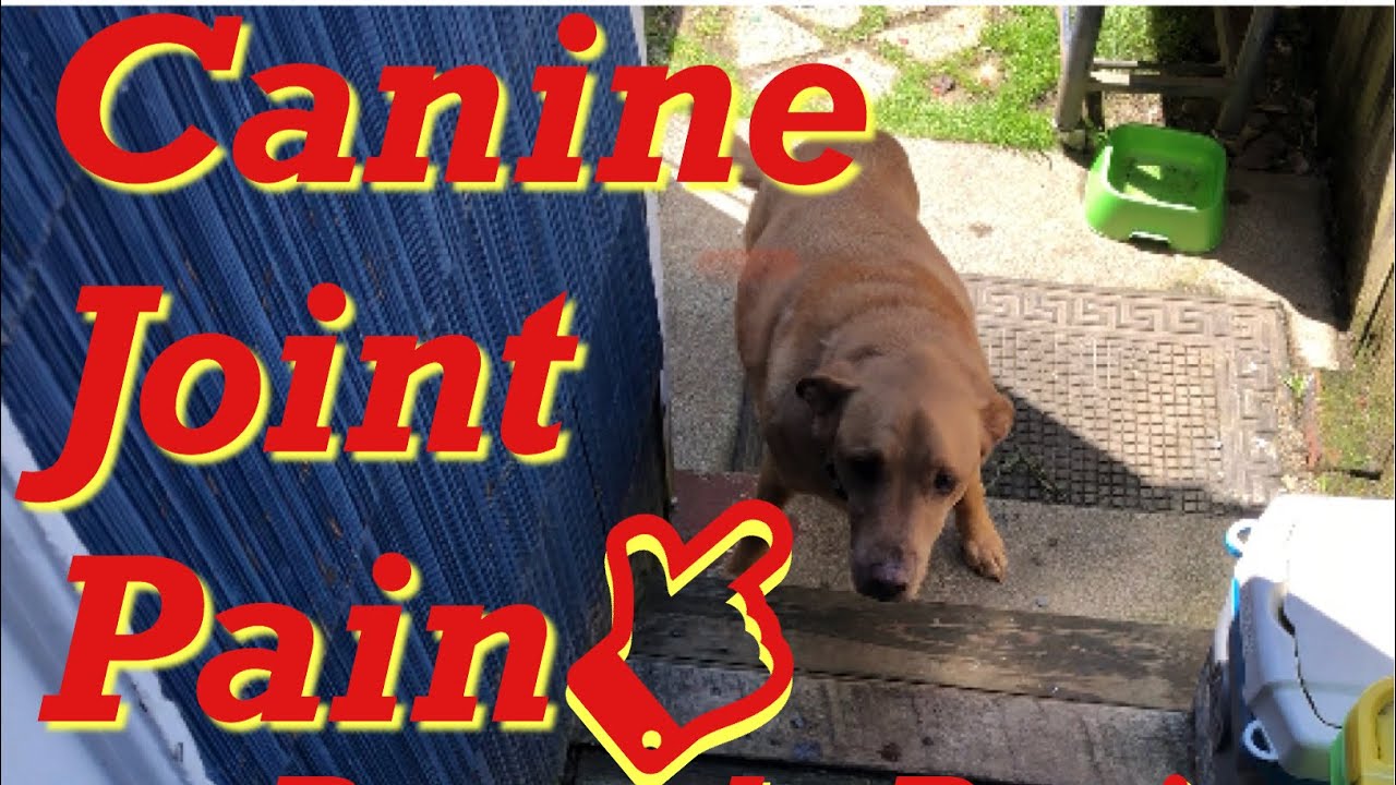 Gunner Daduquin w/ Rejensa Week 1 Supplements for All Dogs. Arthritis