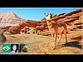 🐫 Bison & Pronghorn Antelope | Desert Franchise Mode | Planet Zoo | Ep. 4 |
