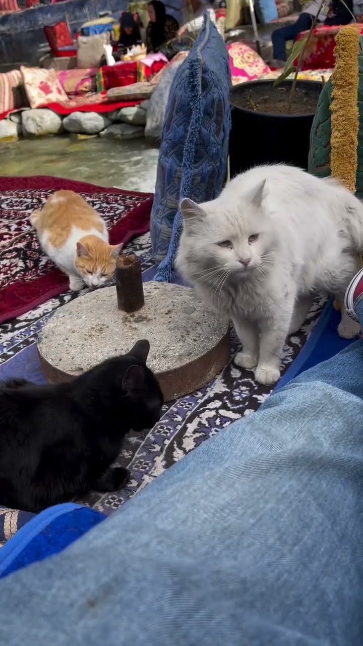 C MAGNIFIQUE VIDÉO CHAT ? ? ?