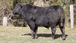 Lot 57 Bla22T217 Knowla Livestock 2024