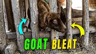 Goat Makes a Unique Bleating Sound unlike Other Goats