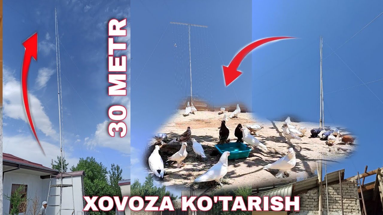 УЧМА КАБУТАРЛАР УЧУН ПЕТЛА ЯСАШ ва КУТАРИШ 📞943820099 KABUTARLAR UCHUN QOPQON YASASH FLY PIGEONS