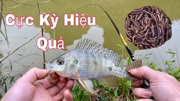 Hướng Dẫn Cách Móc Mồi Giun Câu Cá Rô Phi Cực Kỳ Hiệu Quả - Hạnh Fishing