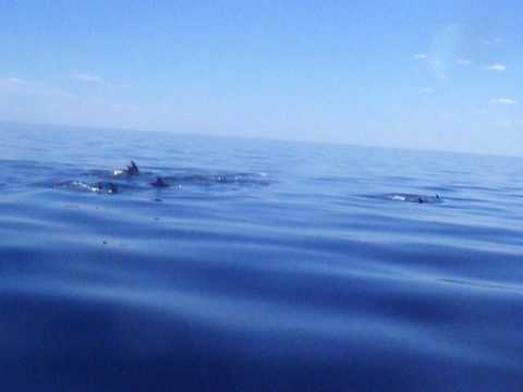 Joel Kuper has a dolphin encounter on Port Phillip...