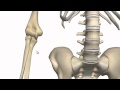 Elbow Joint - 3D Anatomy Tutorial