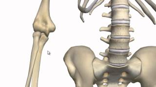 Elbow Joint - 3D Anatomy Tutorial