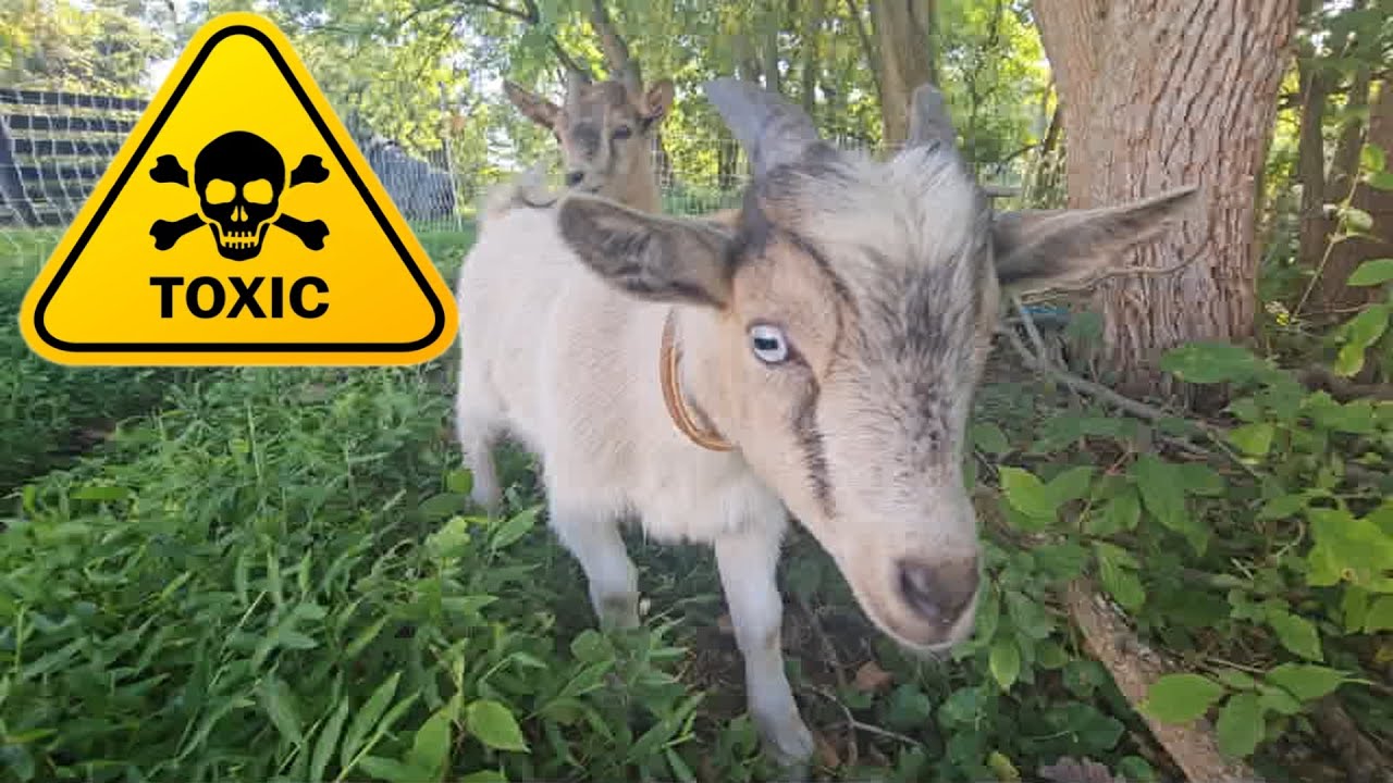 Moving Goats from a Toxic Plant YouTube