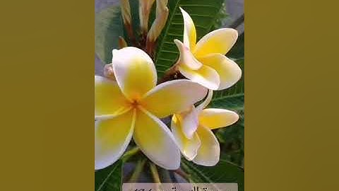 سورة التوبة صفحة 194