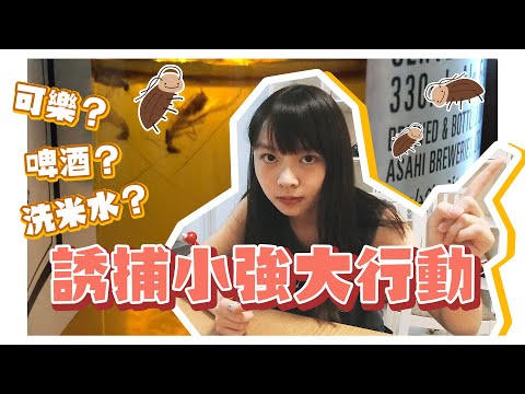 童童【誘捕小強大行動】啤酒竟然係小強剋星！？（實測滅曱甴:0）｜tungtungdess