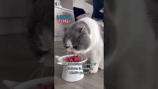 Tell Theo Your Cat’s Favourite Purrform Flavour! 🐾👇