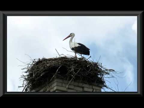 Аист на крыше мир на земле. Аисты на крыше. Аист на крыше ротару. Аист на крыше мир на земле. Клип на песню аист на крыше.