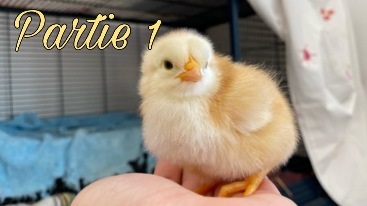 on fait éclore des œufs du super marché