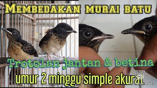 membedakan murai batu trotolan jantan dan betina umur 2 minggu simple akurat dan jitu.@wangi kicau