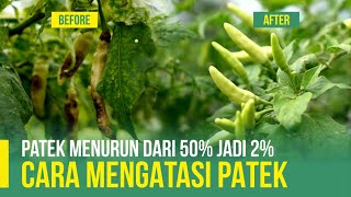 CARA MENGATASI PATEK ATAU ANTRAKNOSA | PENGOBATAN CABAI