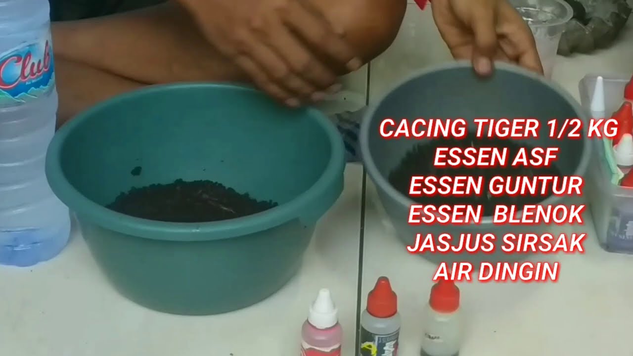 TUTORIAL CARA MERACIK CACING ASF GUNTUR || SOLUSI LELE SUSAH MAKAN KARENA CUACA PANAS