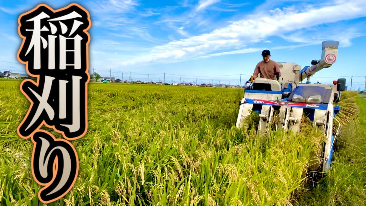 アスリート米を作る】第９話「千年米が完成！！最高のお米ができました 