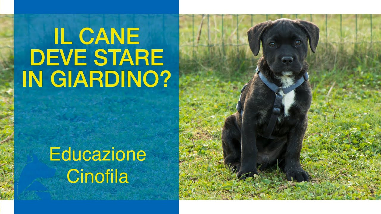 Il Cane Deve Stare In Giardino