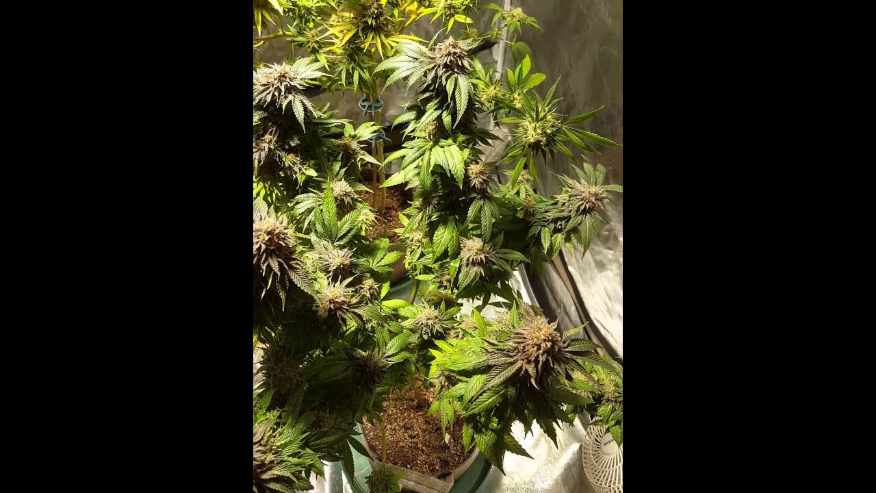 Spectrum King 400 week 8 flower