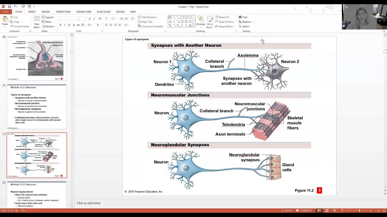 Nervous Tissue Part 1 - YouTube