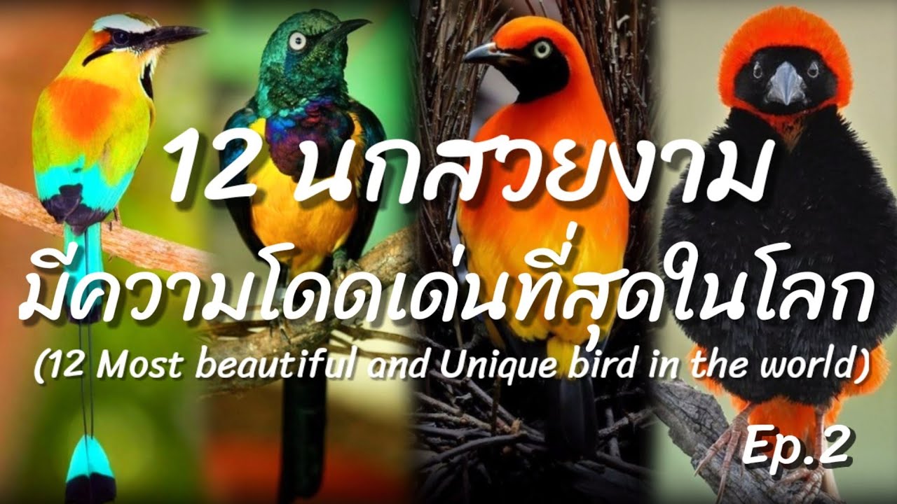 12อันดับ​นกสวยงามและโดดเด่นที่สุดในโลก​ Ep.2(12The most beautiful and unique bird in the world Ep.2)